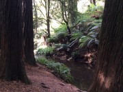 R Redwood Forest - Stream