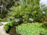 10 - Water Iris & the Monet Bridge