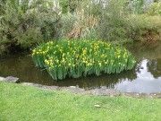 6 - Beautiful Water Iris
