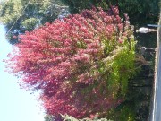 Trees turning Colour