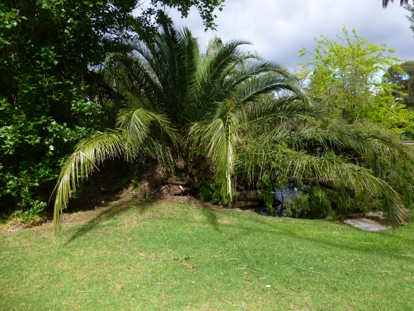 9 - Beautiful Palm Tree